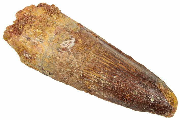 Fossil Spinosaurus Tooth - Real Dinosaur Tooth #322285